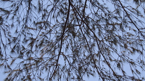 Tree, Gili Meno, Indonesia
