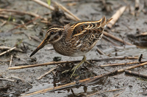 http://www.birdersplayground.co.uk