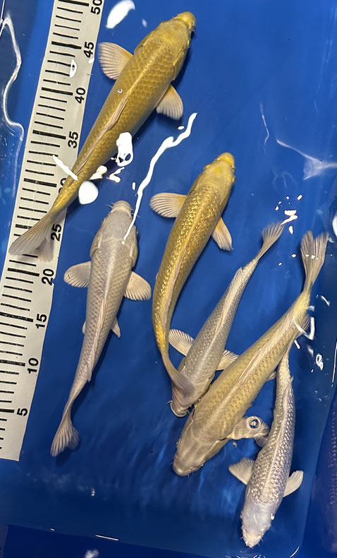 Sakazume (GR) Platinum, 25-31 cm, Preis 35 Euro, Yamabuki alle verk.