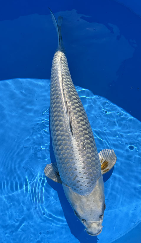 Marusei Yonsai Kogane Ochiba, 75 cm, female, Preis 800 Euro