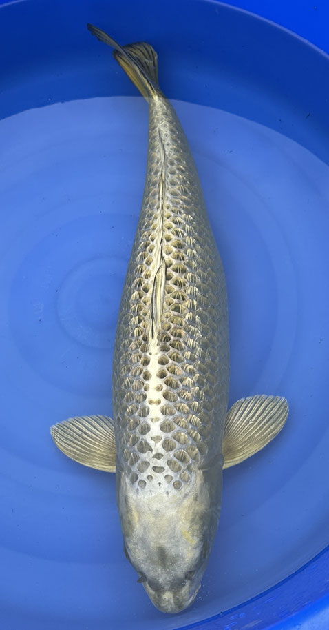 Kobayashi Ginrin Mukashi, female, 70 cm, Preis 400 Euro