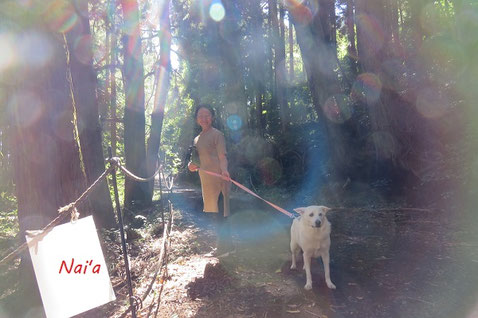 仙台ヒーリング整体,伊勢市スピリチュアルヒーリング,青いオーブ,みどりのオーブ