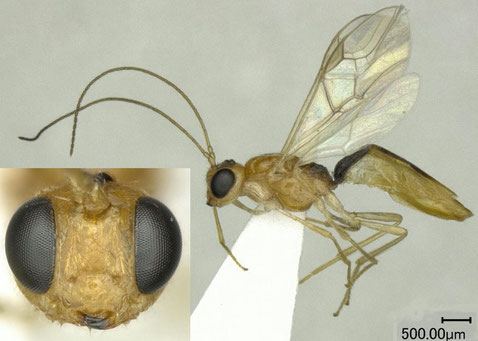 Meteoridea japonensis Shenefelt & Muesebeck, 1957