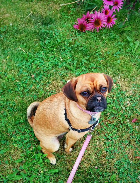 pugalier, dog, summer, dogportrait, posingforthecamera