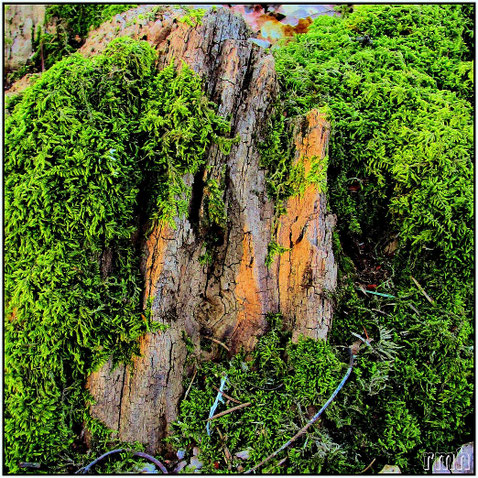 life around a tree stump