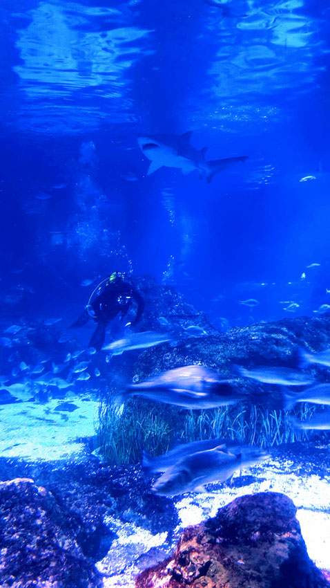 barcelone-aquarium