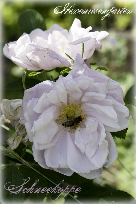 Rosiger Adventskalender im Hexenrosengarten - Rugosa-Hybride Schneekoppe