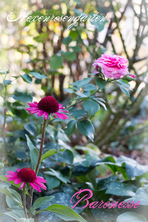 Rosen Rosenblog Hexenrosengarten Floribundarose Baronesse Tantau 