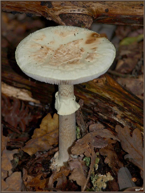 Amanite Citrine en forêt sur le Bassin d'Arcachon