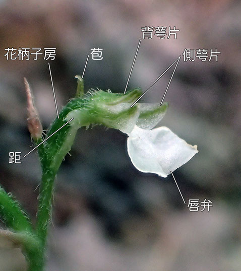 ハクウンランの花の構造　側面（背萼片、側萼片、唇弁、距、花柄子房、苞）