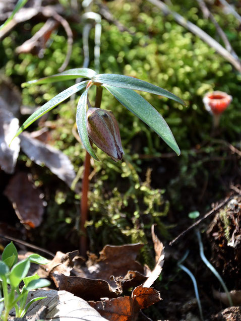 コシノコバイモ (越の小貝母)　ユリ科 バイモ属　　まだ咲き始め