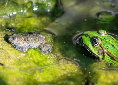 Abb. 1. Wasserfrosch und Subadulte Gelbbauchunke (Foto: Toni Dürrenberger)