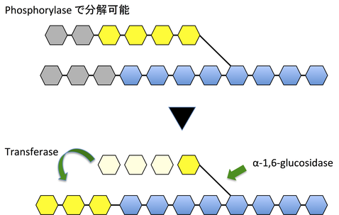 Glycogen グリコーゲンReferences