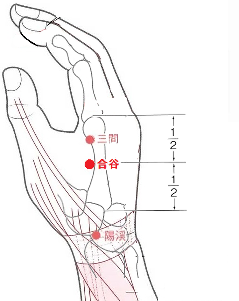 超音波ツボ探訪③　合谷編