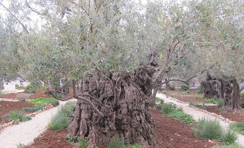 One of the odest trees in the garden