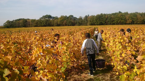 decouverte-atelier-vendanges-classes-maternelles-primaires-vignes-vignoble-AOC-Vouvray-Tours-Amboise-Touraine-Vallee-Loire-Rendez-Vous-dans-les-Vignes-Myriam-Fouasse-Robert