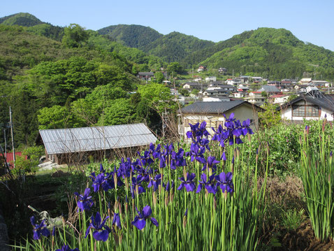 一古沢の登り口に咲いていた菖蒲　いかにも皐月の山歩きといった風情です