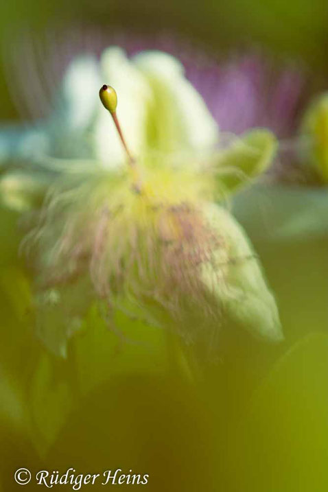 Echter Kapernstrauch, Capparis spinosa