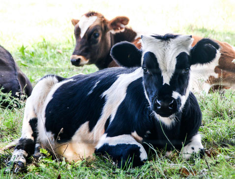 A cow.