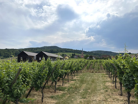 Weinregion Elsass - Blick auf Blienschwiller