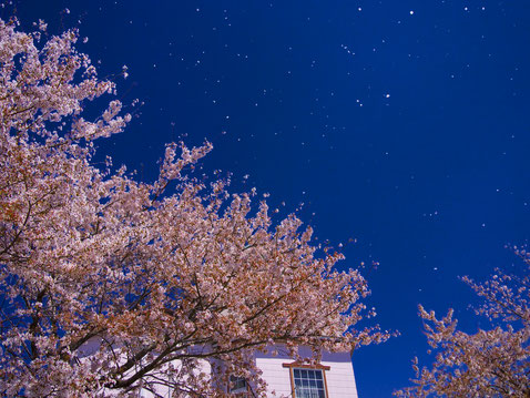 桜