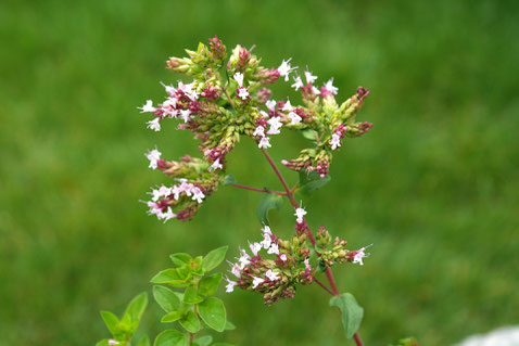 Dost - der wilde Oregano