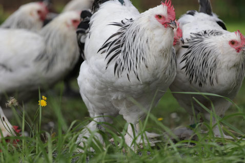 Gruppe von Hähnen im Garten