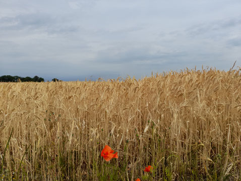 AgrarOptimal Erntehelferversicherung - Erntehelfer und Saisonarbeitskräfte in Deutschland preiswert und richtig versichern. weitere Anbieter im Vergleich