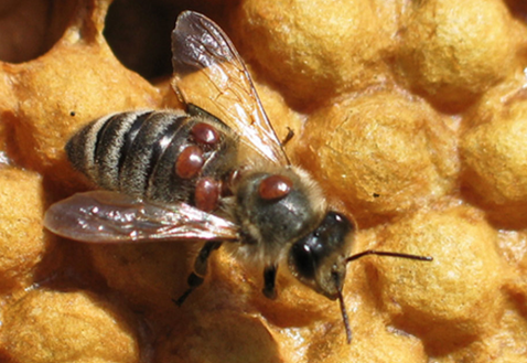 Sur un rayon de couvain, une abeille est posée sur du couvain operculé. Elle est parasitée par 4 varroa destructor.