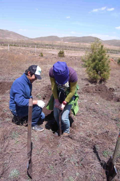 現地スタッフのチャオクーさんの指導で穴を堀り、苗木を植える。慣れない作業にへっぴり腰wのサカイ