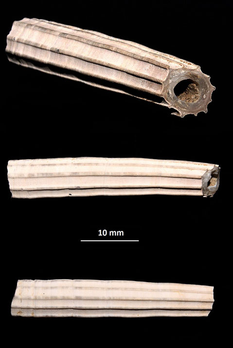 Dentalium sexangulum, Rio Rocca