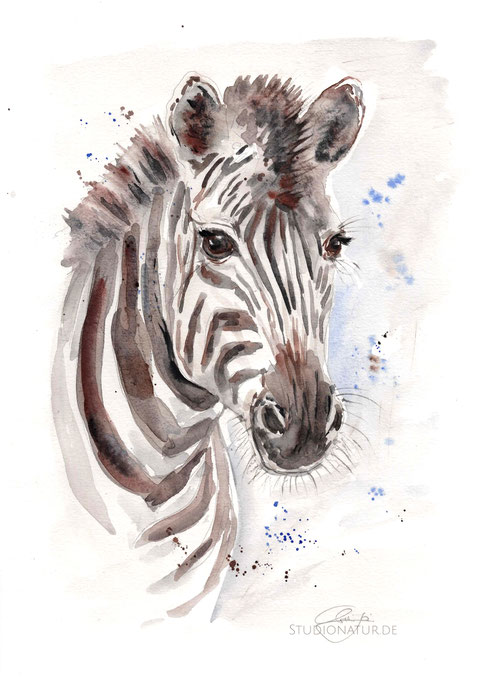 Zebra, zebra, Huftier, Zehengänger, Mähne, Afrika, Pferde, Evolution, Zoo, Zootier, Aquarell, Kunstwerk, Original, Gemälde, Illustration, Giraffenaquarell, contemporaryart, zeitgenössische Kunst, watercolour, watercolor, aquarela, aquarelle