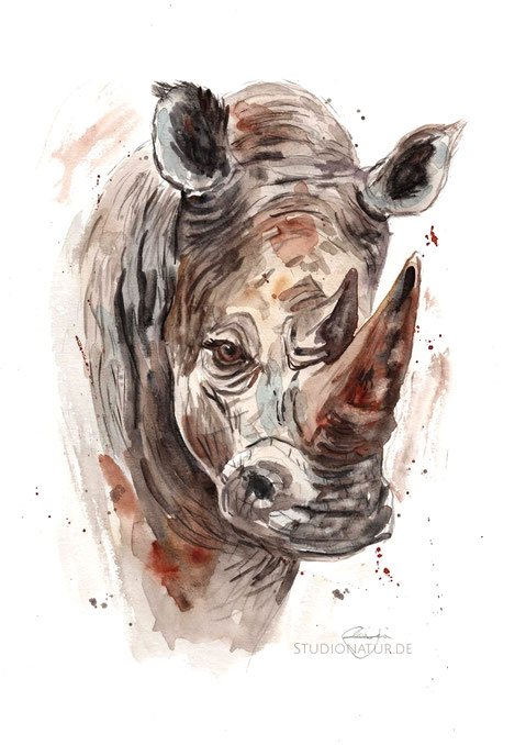 Nashorn, rhino, rhinozeros, female, old animal, Zoo, Zootier, Aquarell, Kunstwerk, Original, Gemälde, Illustration, Nashornaquarell, contemporaryart, zeitgenössische Kunst, watercolour, watercolor, aquarela, aquarelle