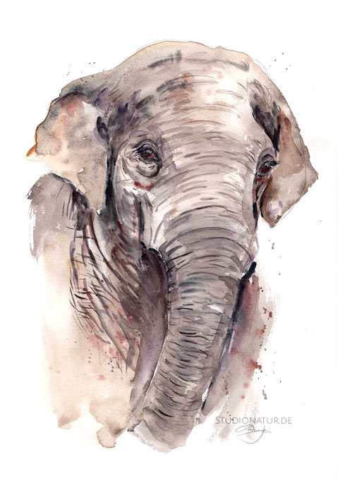 Elefant, Elefantenkuh, Zoo, Zootier, Aquarell, Kunstwerk, Original, Gemälde, Illustration, Elefantenaquarell, elephant, contemporaryart, zeitgenössische Kunst, watercolour, watercolor, aquarela, aquarelle