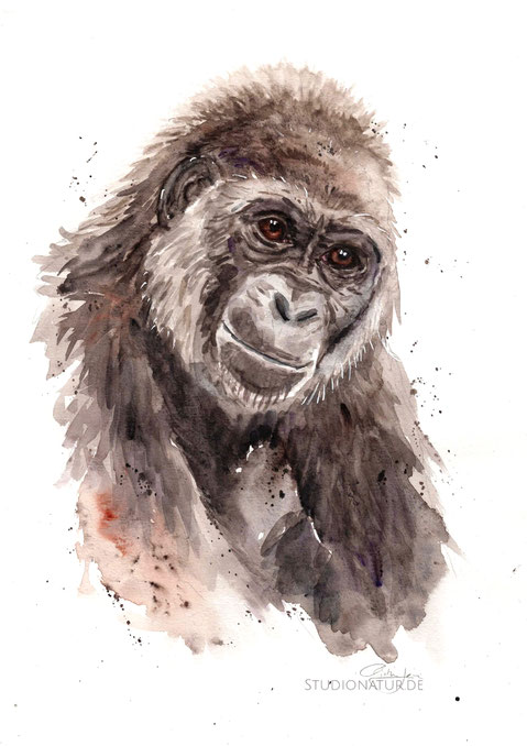 Gorilla, Affe, Primat, female, old animal, Zoo, Zootier, Aquarell, Kunstwerk, Original, Gemälde, Illustration, Gorillaaquarell, contemporaryart, zeitgenössische Kunst, watercolour, watercolor, aquarela, aquarelle