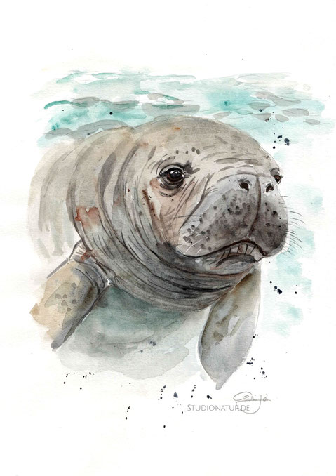 Seekuh, Manatee, female, old animal, Zoo, Zootier, Aquarell, Kunstwerk, Original, Gemälde, Illustration, Seekkuhaquarell, contemporaryart, zeitgenössische Kunst, watercolour, watercolor, aquarela, aquarelle