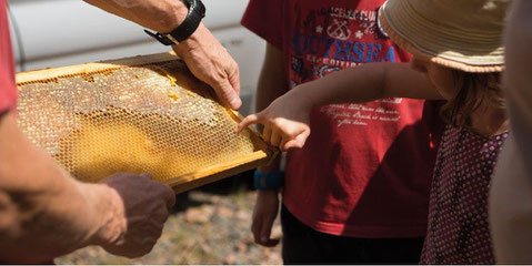 Formation apiculture Pays basque