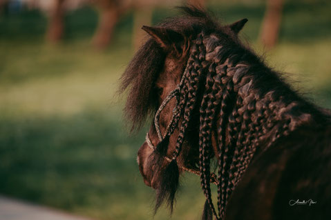 greters-ponyreitens Webseite!