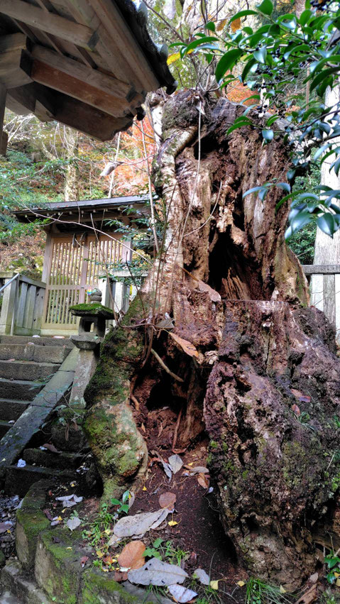 奈良市：癒しを求めて「巨樹めぐり」 - グリーンあすなら巨樹巨木の会