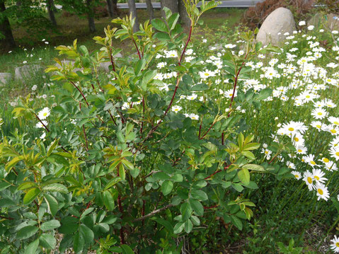 ベイシーズパープルローズの茎の色はきれいですね。今マーガレットが盛りです。