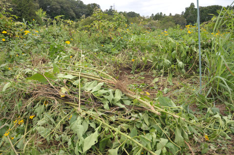 キクイモ　自然栽培　農業体験　体験農場　オーガニック　野菜作り教室