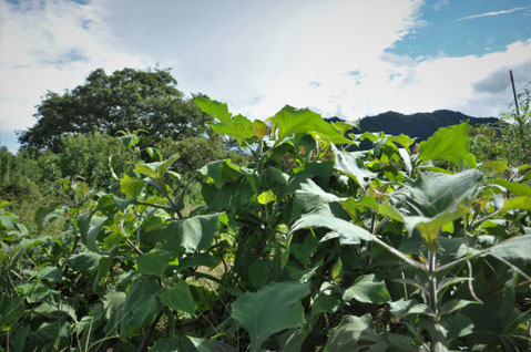 ヤーコン　自然栽培　農業体験　体験農場　野菜作り教室  さとやま農学校　