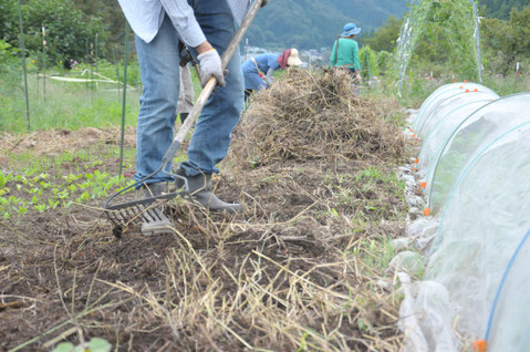 ビーツ　自然栽培　農業体験　野菜作り教室　体験農場