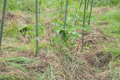 秋ジャガイモ　デジマ　自然栽培　農業体験　野菜作り教室