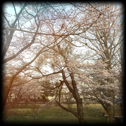 三木野公園　開花🌸