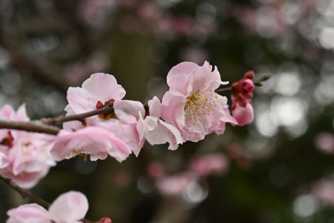 梅の花の種類