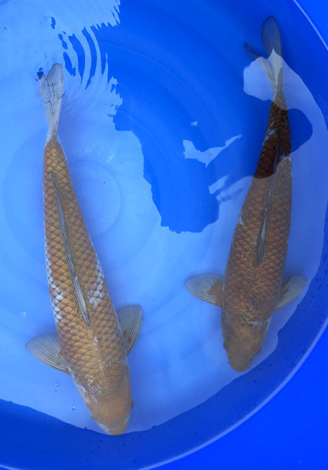 Yamasan Ochiba, 49 cm und 53 cm, male, Preis 80 Euro und 100 Euro, links verk.