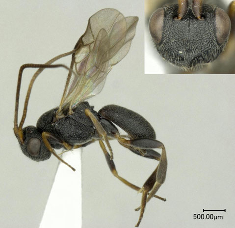 チビコウラコマユバチ Ascogaster quadridentata Wesmael, 1835