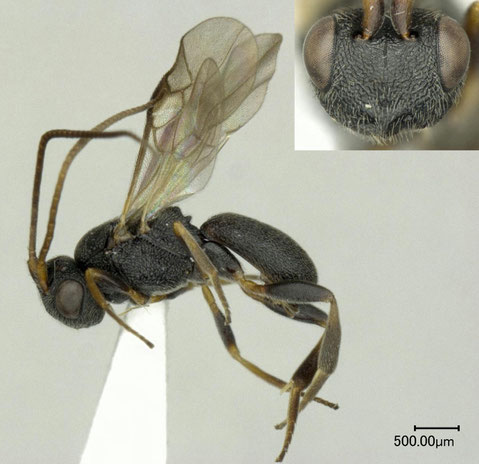 チビコウラコマユバチ　Ascogaster quadridentata Wesmael, 1835