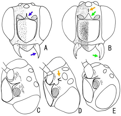 図:各種の頭部―A, C, キオビコシブトヒメバチ Metopius (Metopius) browni; B, ムラサキメンガタヒメバチ M. (Ceratopius) dissectorius; D, キュウシュウメンガタヒメバチ M. (C.) kiushiuensis; E, M. (Peltastes) fossulatus